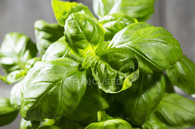 Close-up of growing basil plant — Stock Photo