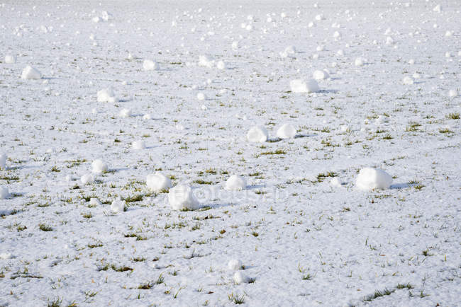 Rodillos de nieve en el campo cubierto de nieve con hierba - foto de stock