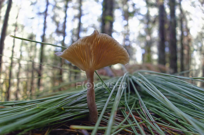 Forest mushroom in pine needles — Stock Photo
