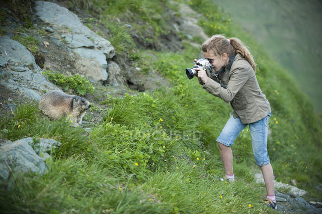 Chica fotografiando marmota alpina en la naturaleza - foto de stock