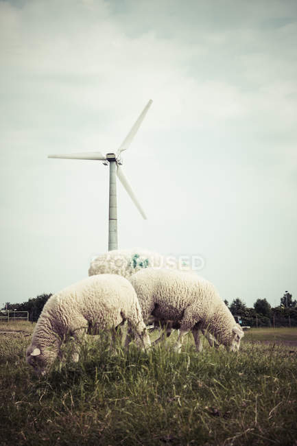 Alemania, Hamburgo, rueda de viento y ovejas en el prado - foto de stock