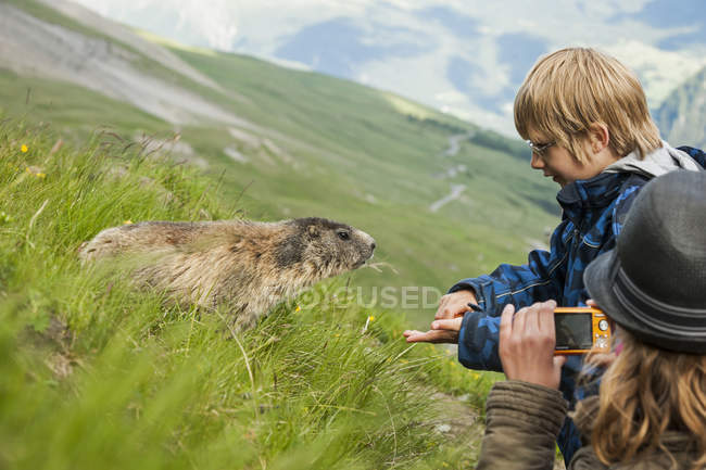 Austria, Carintia, Kaiser-Franz-Josefs-Hoehe, niña fotografiando y niño alimentando marmota alpina (marmota marmota ) - foto de stock