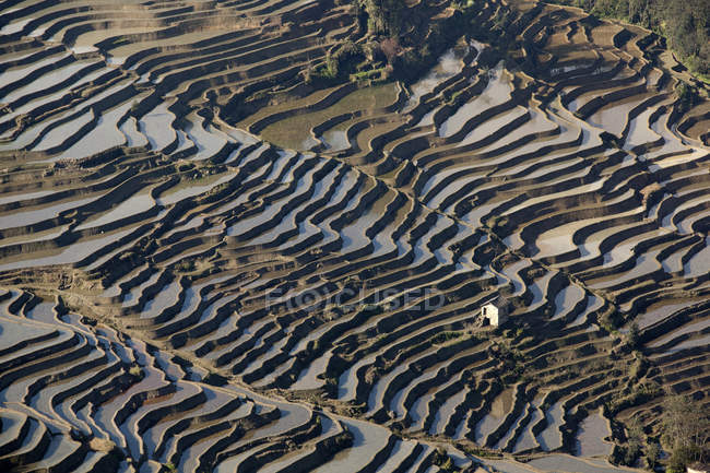 Chine, Yunnan, Yuanyang, Maison en terrasses de riz pendant la journée — Photo de stock