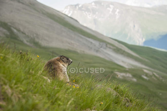 Austria, Carintia, Kaiser-Franz-Josefs-Hoehe, marmota alpina (marmota marmota) en el prado - foto de stock