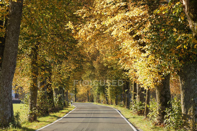 Deutschland, Bayern, Oberbayern, Bad Tölz, baumbestandene Straße im Herbst — Stockfoto