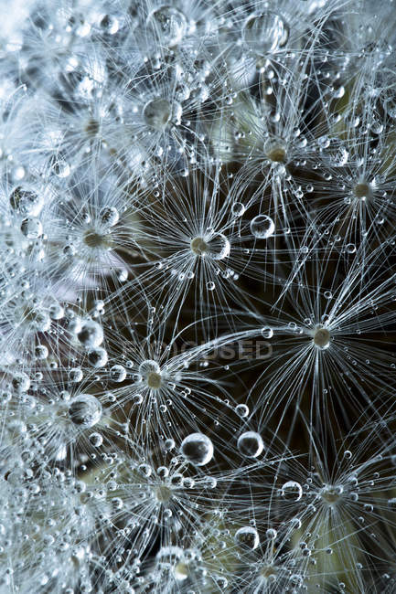 Common dandelion inflorescence — Stock Photo