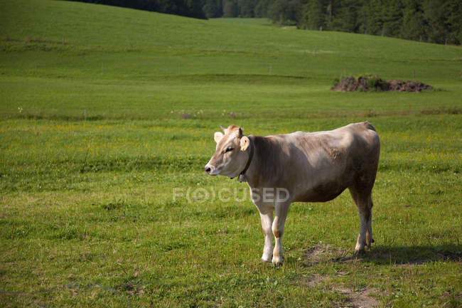 Mucca in pascolo verde — Foto stock