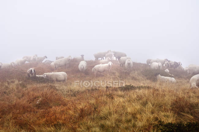 Flock of sheeps in fog — Stock Photo