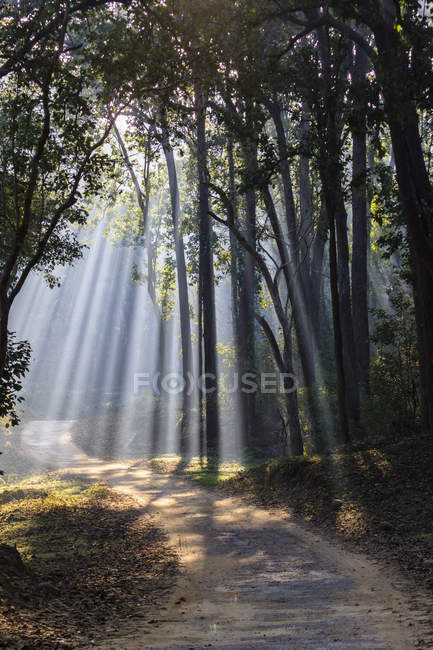 Vista da floresta com árvores de shala no Parque Nacional Jim Corbett, Uttarakhand, Índia — Fotografia de Stock