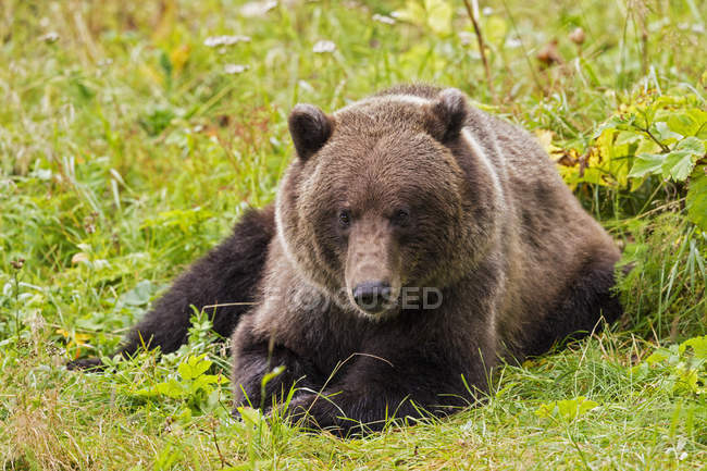 Brown Bear Lying On Meadow Natural Carnivore Stock Photo 182415498