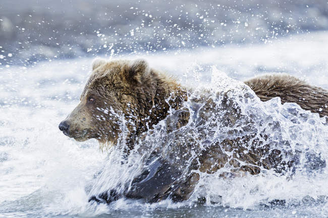 Urso de caça salmão em Silver salmon creek — Fotografia de Stock