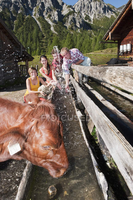 Men and women splashing water at cow — Stock Photo