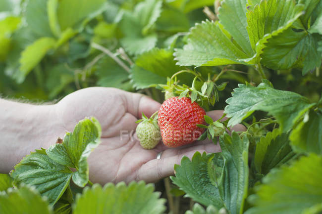 Männliche Hand hält Erdbeeren — Stockfoto