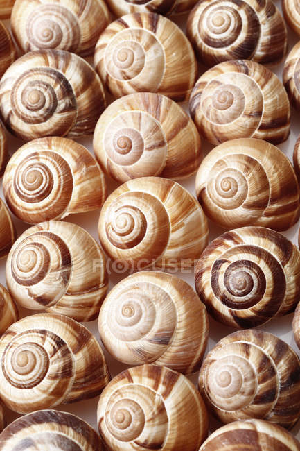 Marco completo de caracoles caracoles en espiral conchas, de cerca - foto de stock