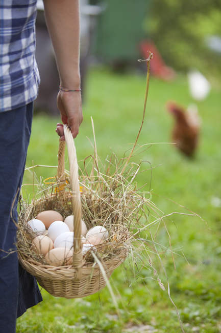 Human hand holding basket of eggs — Stock Photo