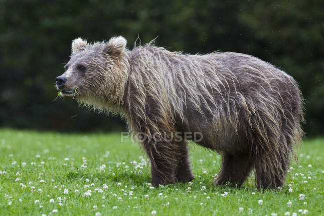 Joven oso pardo en Lake Clark National Park and Preserve, Alaska, EE.UU. - foto de stock
