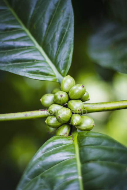 Indonesien, Kaffeepflanze mit Bohnen — Stockfoto