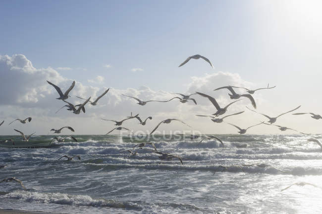 Allemagne, Mecklembourg Poméranie occidentale, Mouettes volant à la mer Baltique — Photo de stock