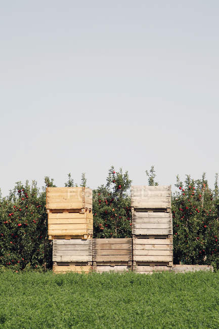 Spagna, Catalogna, piantagione di mele con scatole di legno — Foto stock
