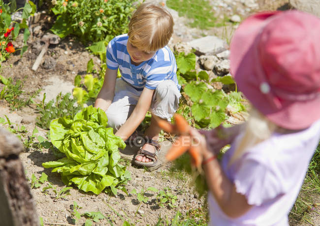 Хлопчик і дівчинка збір овочі в саду — стокове фото