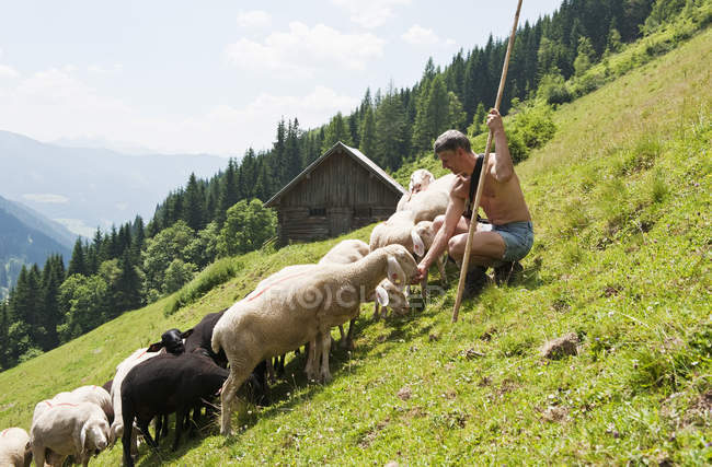 Pastore gregge pecore in montagna — Foto stock