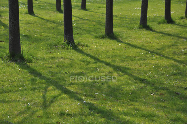 Shadow of tree trunks on grass — Stock Photo