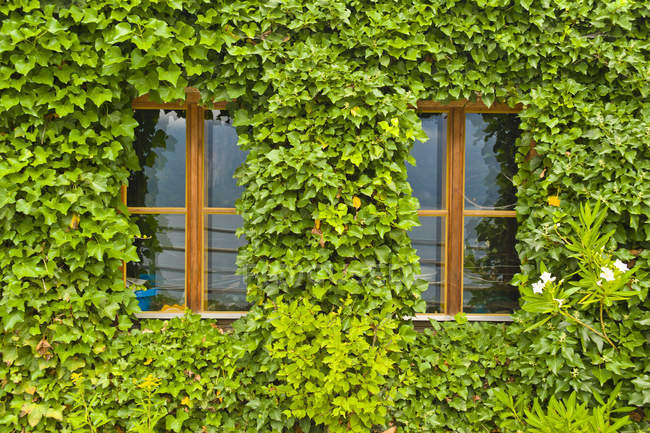 Österreich, Oberösterreich, Hallstatt, Blick auf Haus mit Efeu bedeckt — Stockfoto