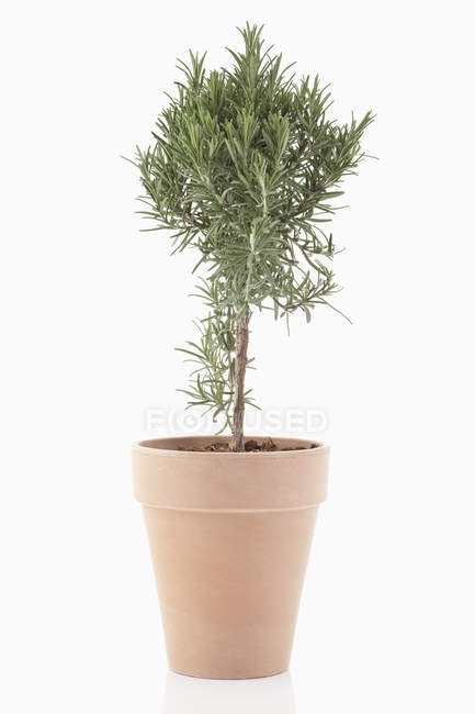 Rosemary plant growing in pot — Stock Photo