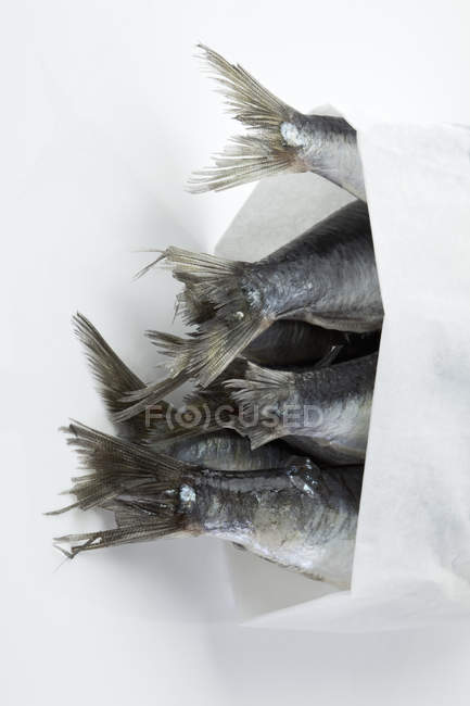 Sardines queues en papier ciré — Photo de stock