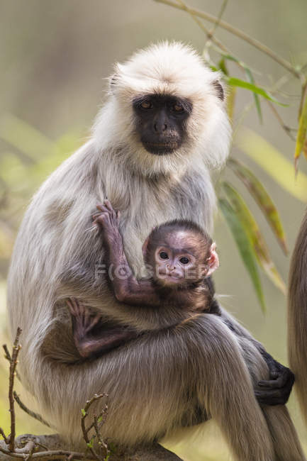 Langur monkey with cub — Stock Photo