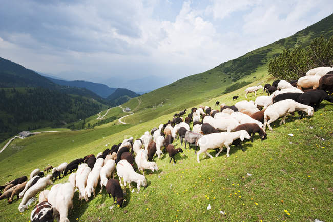 Mandria di pecore al pascolo sul pendio della montagna — Foto stock