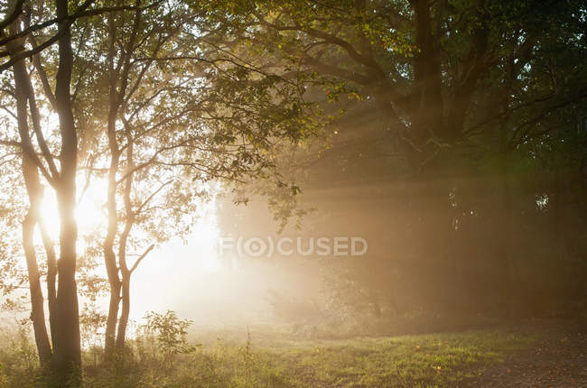 Germania, Brandeburgo, Veduta della foresta con nebbia — Foto stock
