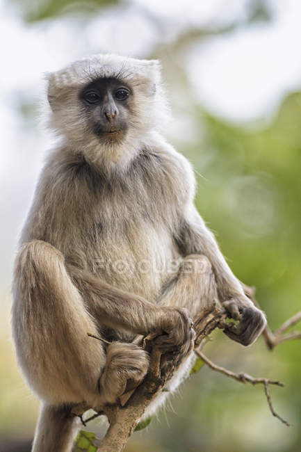 Langur sitting on branch — Stock Photo