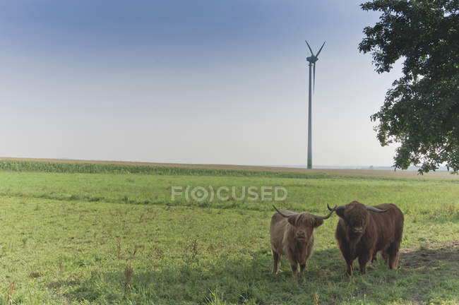 Germany, Saxony, Highland cattle on grass with wind turbine in background — Stock Photo
