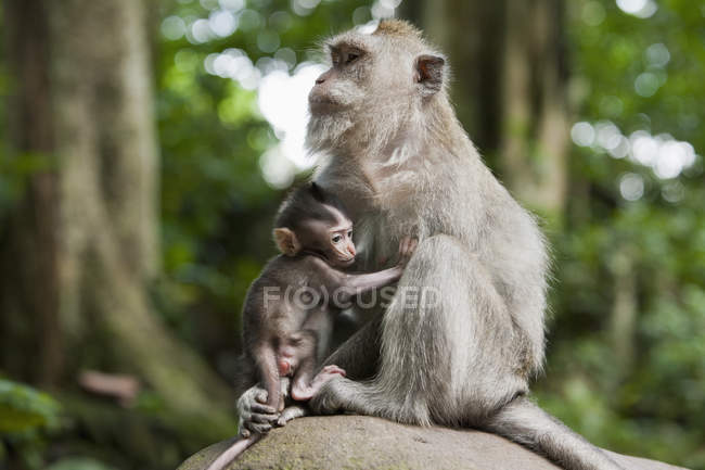 Macaco coda lunga con cucciolo — Foto stock