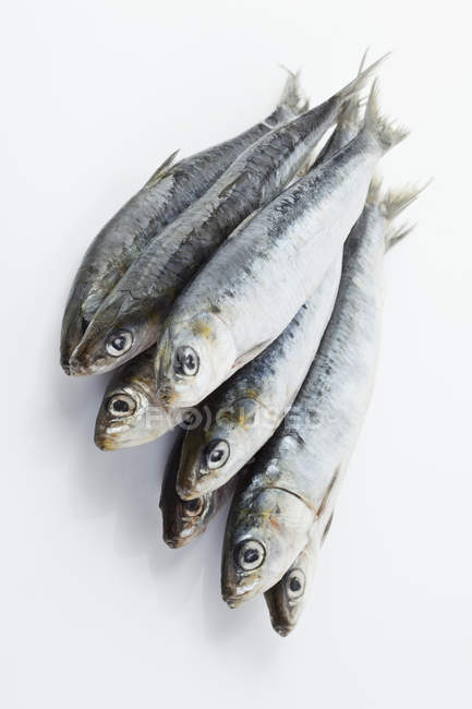 Fresh whole Sardines in heap — Stock Photo