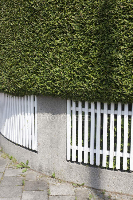 Germany, Bavaria, Munich, Hedge with fence during daytime — Stock Photo