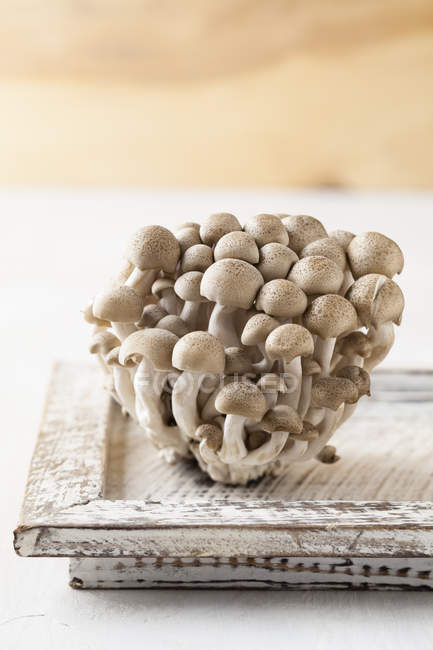 Shimeji гриби на дерев'яні лоток — стокове фото