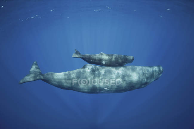 Capodoglio madre immersioni con vitello — Foto stock