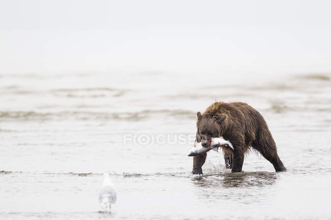 Бурый медведь с пойманным лососем — стоковое фото