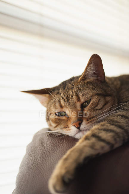 Jengibre gato relajante en sofá - foto de stock