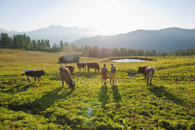 Pareja caminando por el prado con vacas - foto de stock