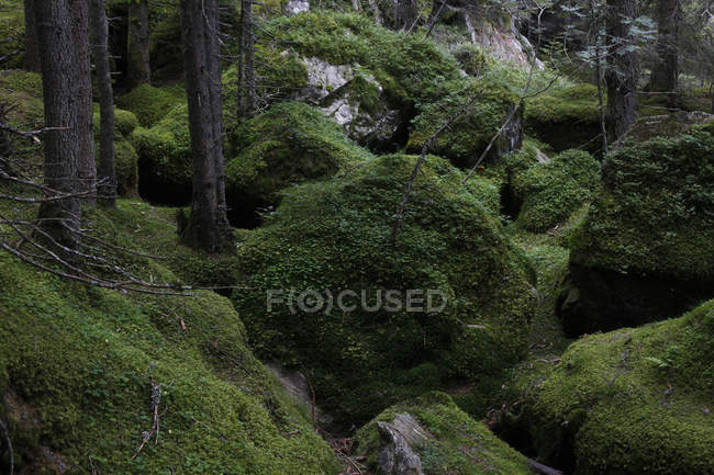 Vista del bosque oscuro con rocas cubiertas de musgo, Italia - foto de stock