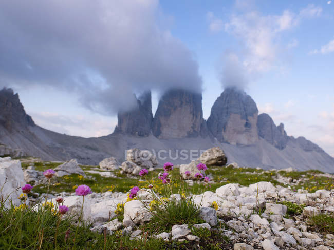 Vista para as flores selvagens e Tre Cime di Lavaredo montanhas, Itália — Fotografia de Stock