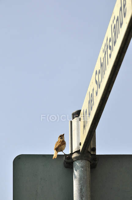 Moineau perché sur le panneau de rue contre le ciel — Photo de stock