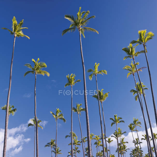 Palme davanti al cielo blu — Foto stock