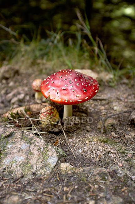 Germany, Fly agaric toadstool, close up — Stock Photo
