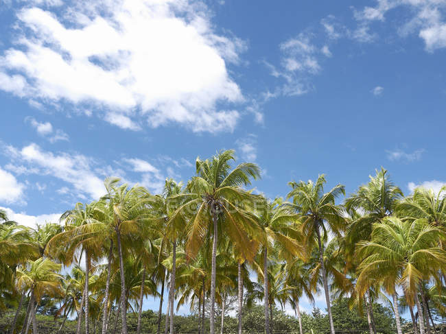 Palm grove under blue sky — Stock Photo