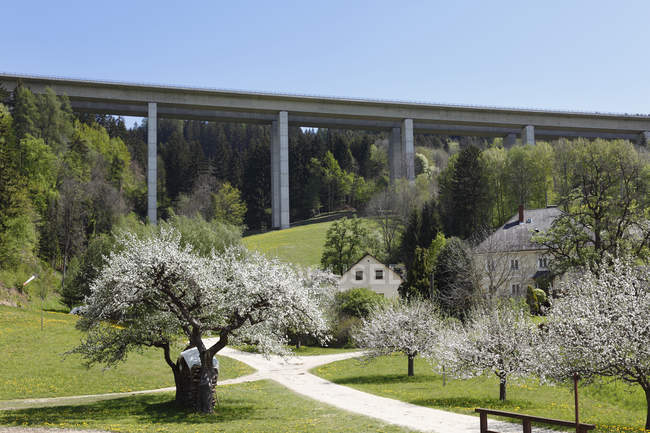 Austria, Carintia, puente de la autopista y árboles frutales florecientes en Wolfsberg - foto de stock