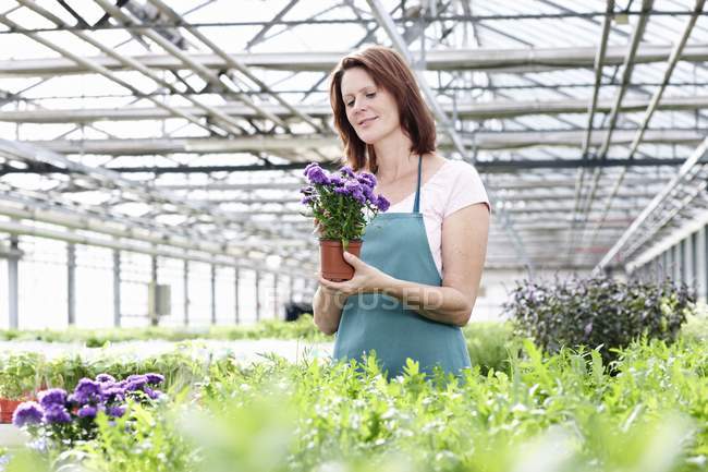 Woman in greenhouse with aster plants — Stock Photo